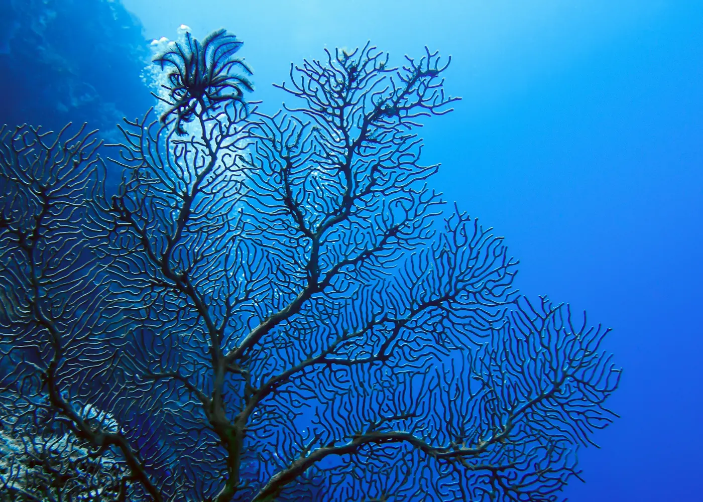 A black sea fan against deep blue water