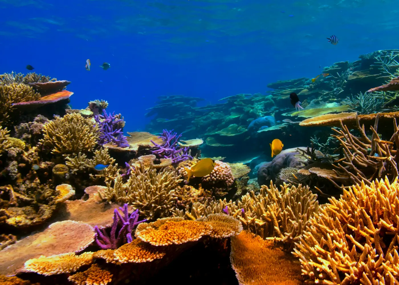 A coral reef under blue water