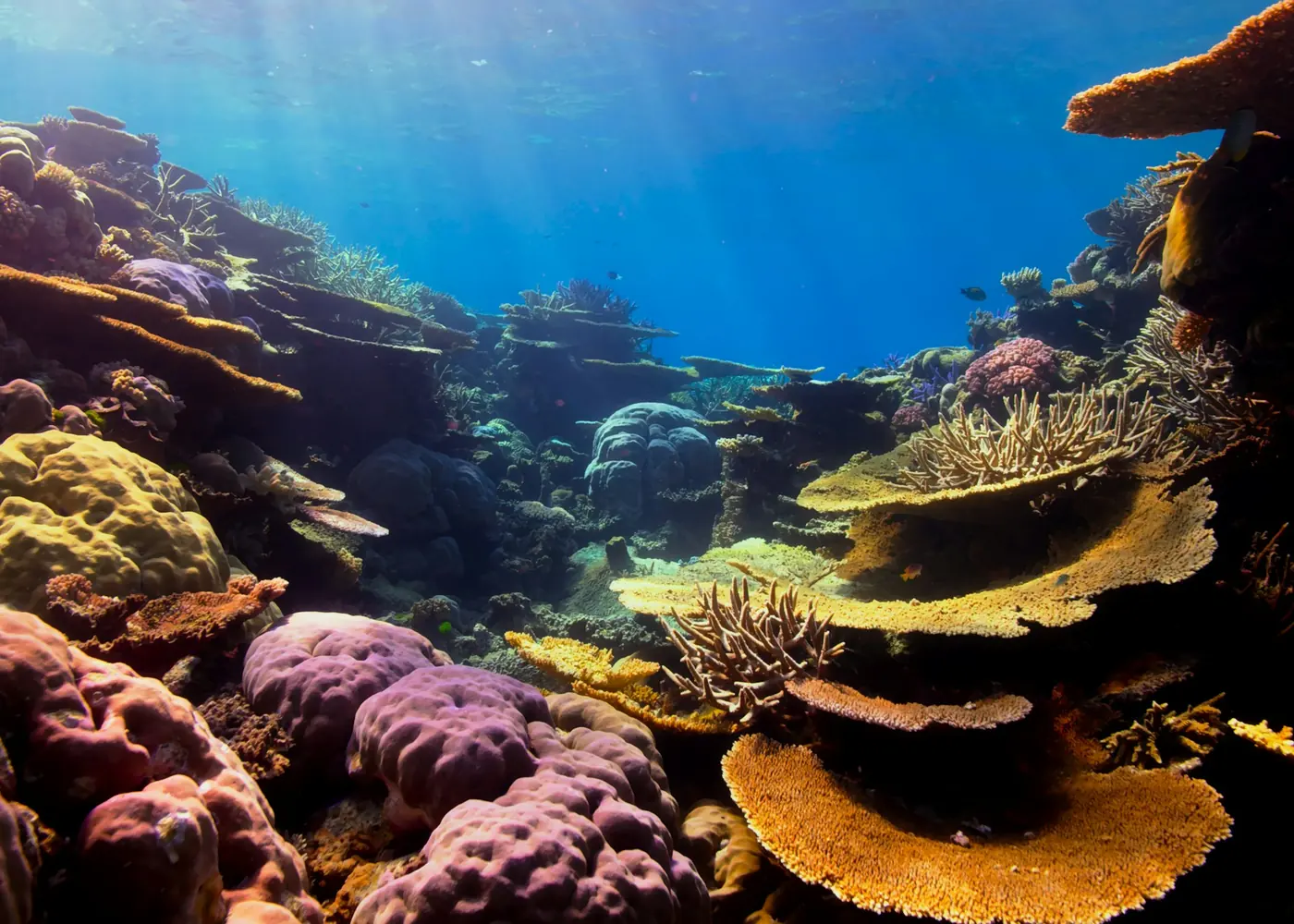 A reef with large plate corals